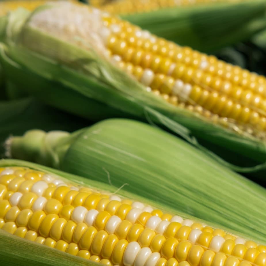 cobs-of-corn-at-market